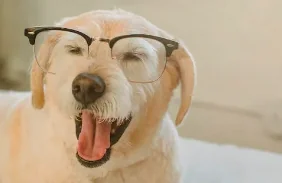 Il cane più anziano del mondo